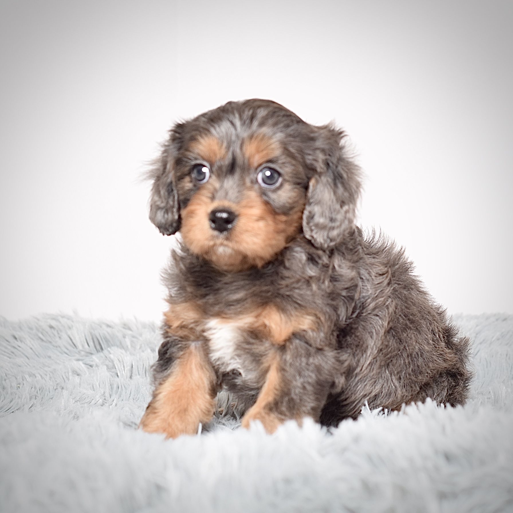 Mr. Alonzo - Image 4