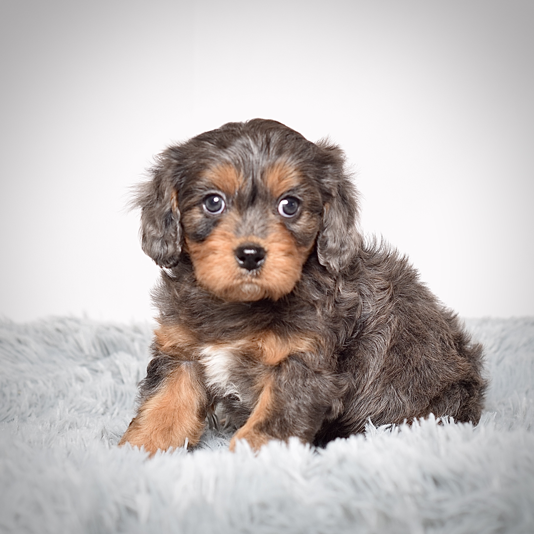 Mr. Alonzo - Image 5