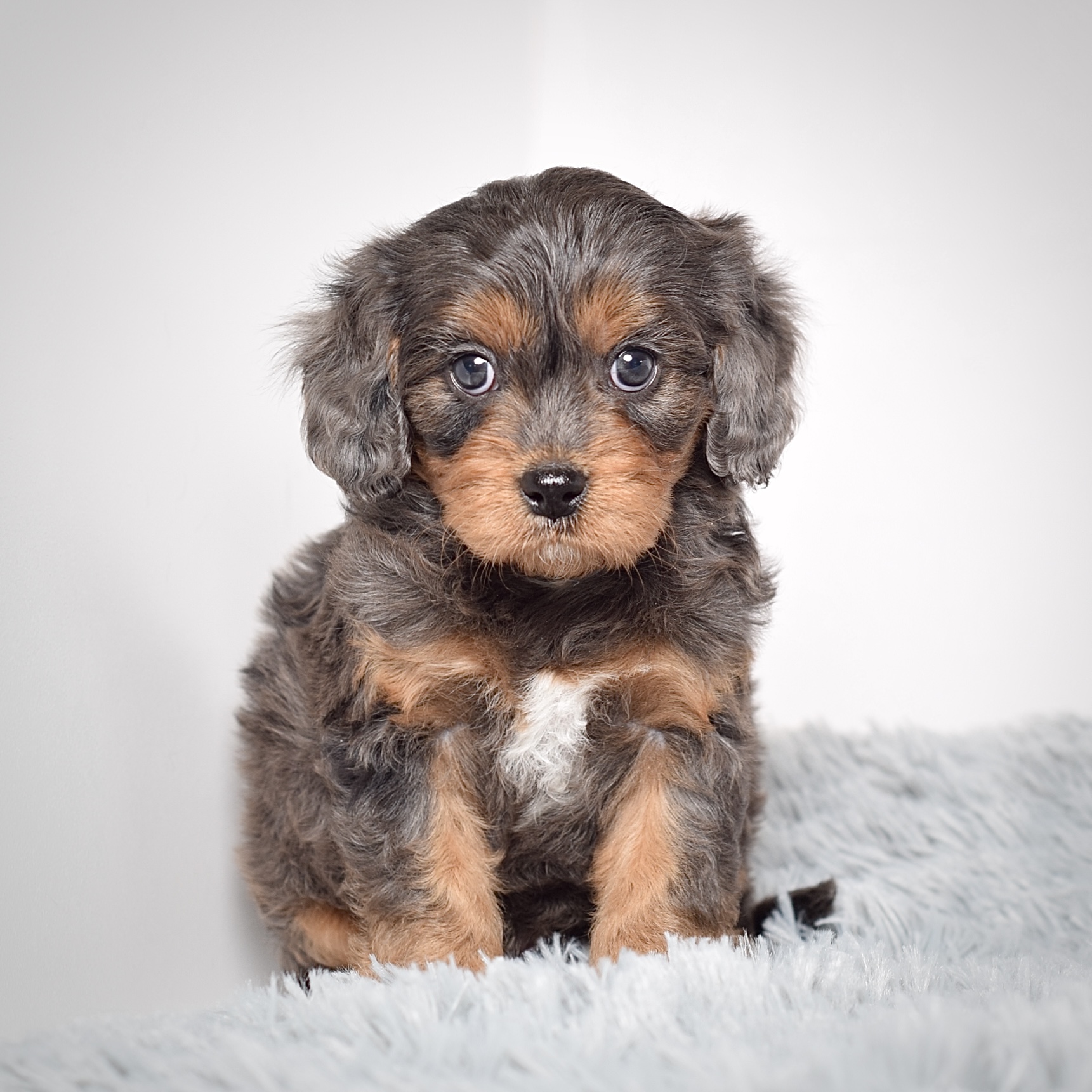 Mr. Alonzo - Image 6