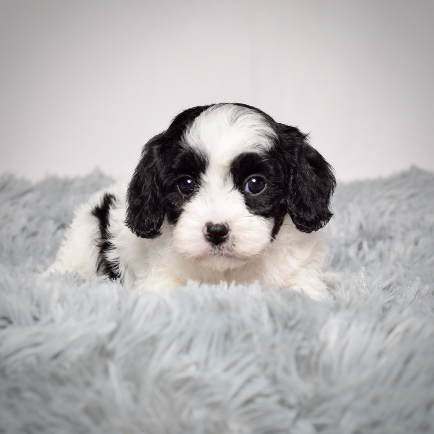 Ms. Abigail - Image 2