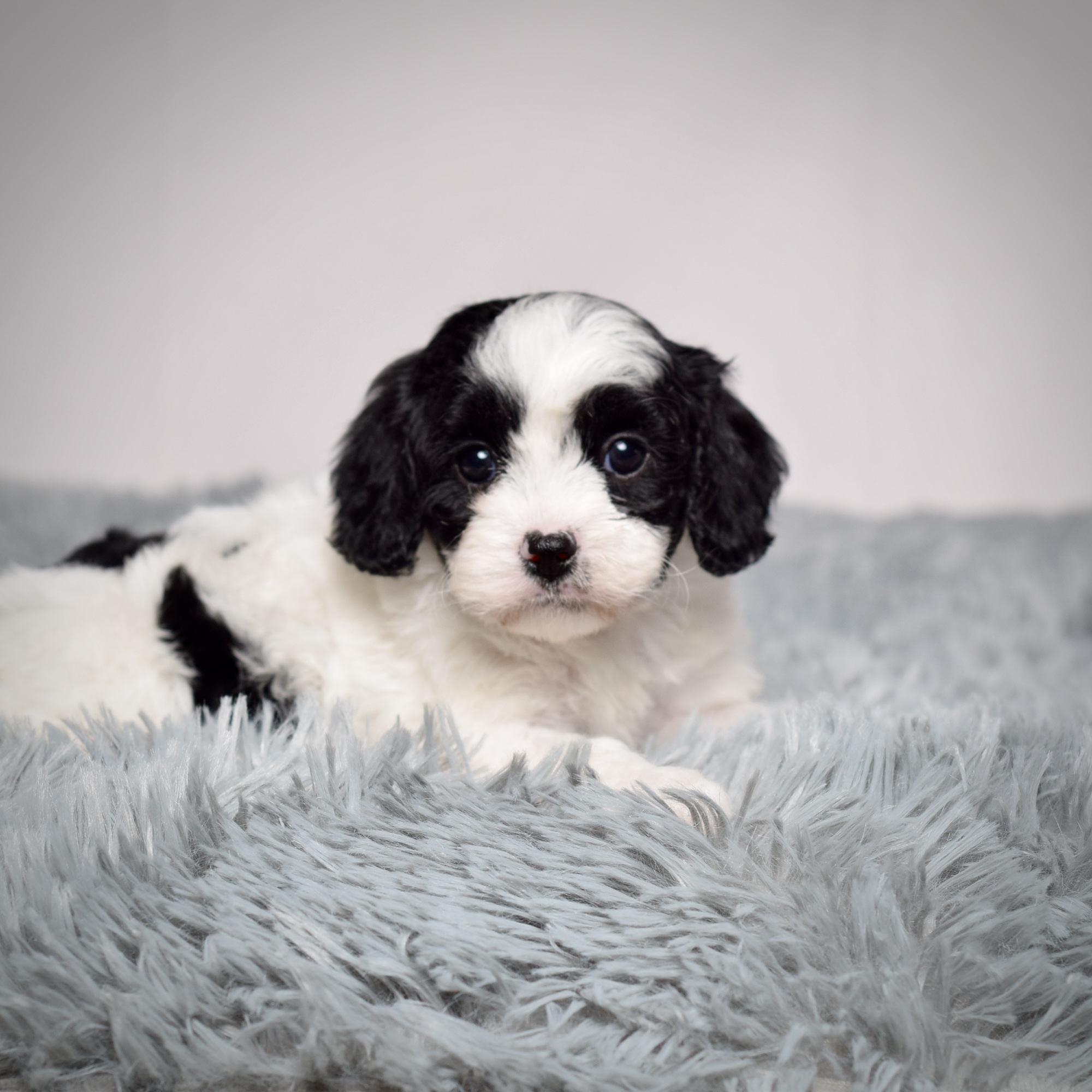 Ms. Abigail - Image 3