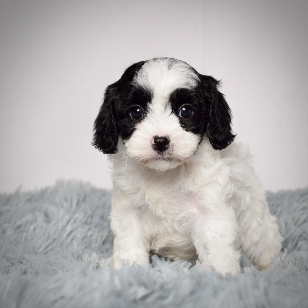 Ms. Abigail - Image 4