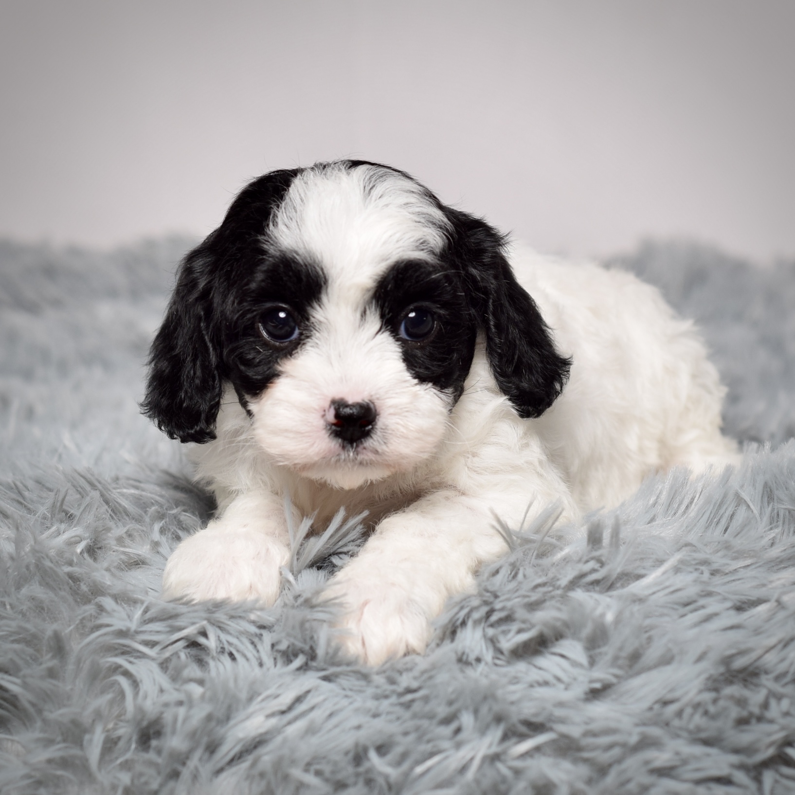 Ms. Abigail - Image 5