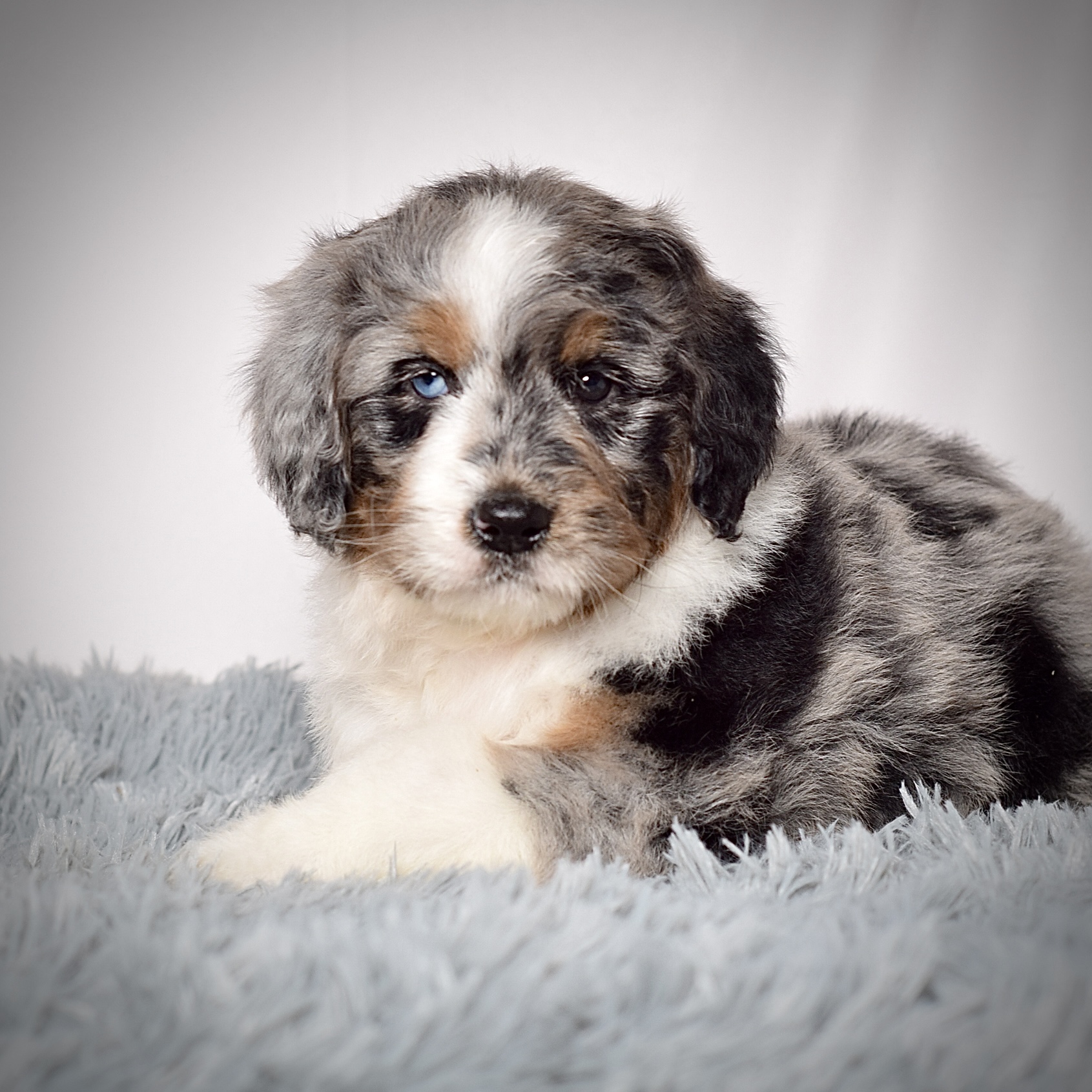 Ms. Maisie - Image 2