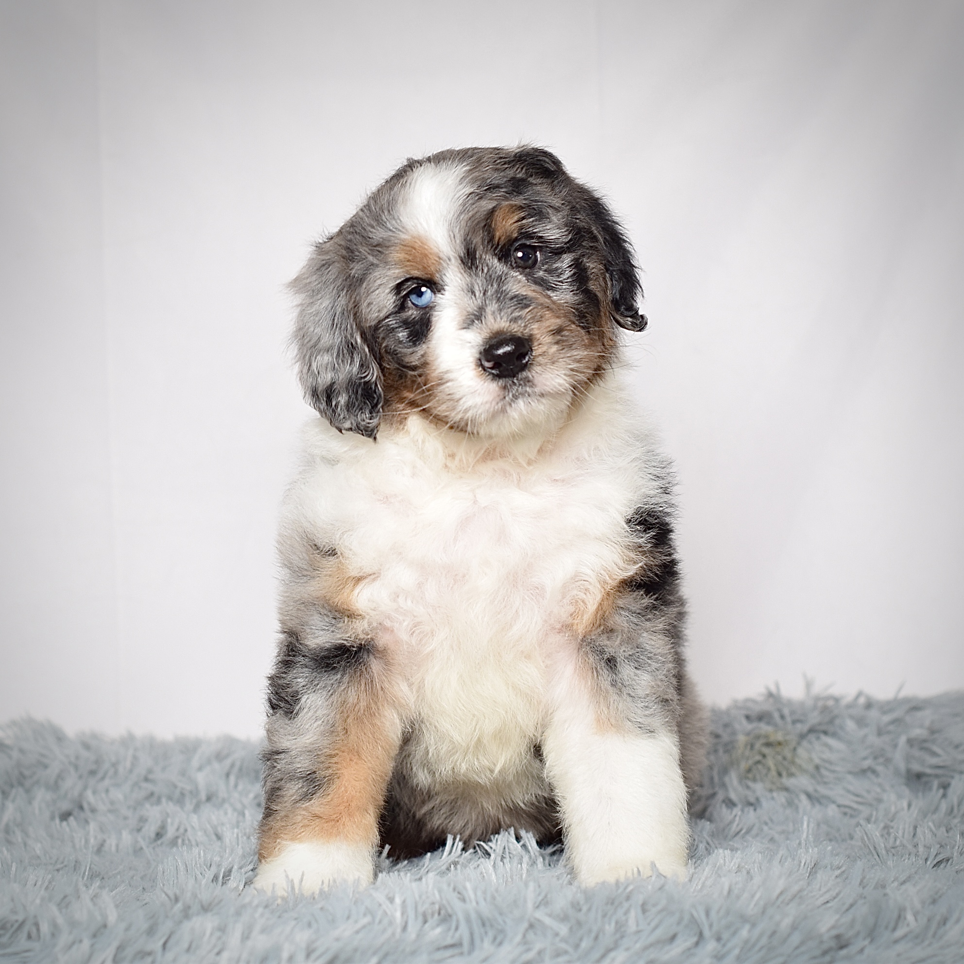 Ms. Maisie - Image 4