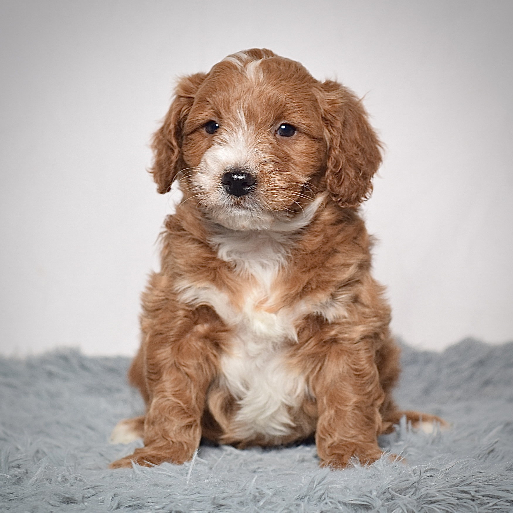 Mr. Archie - Image 2