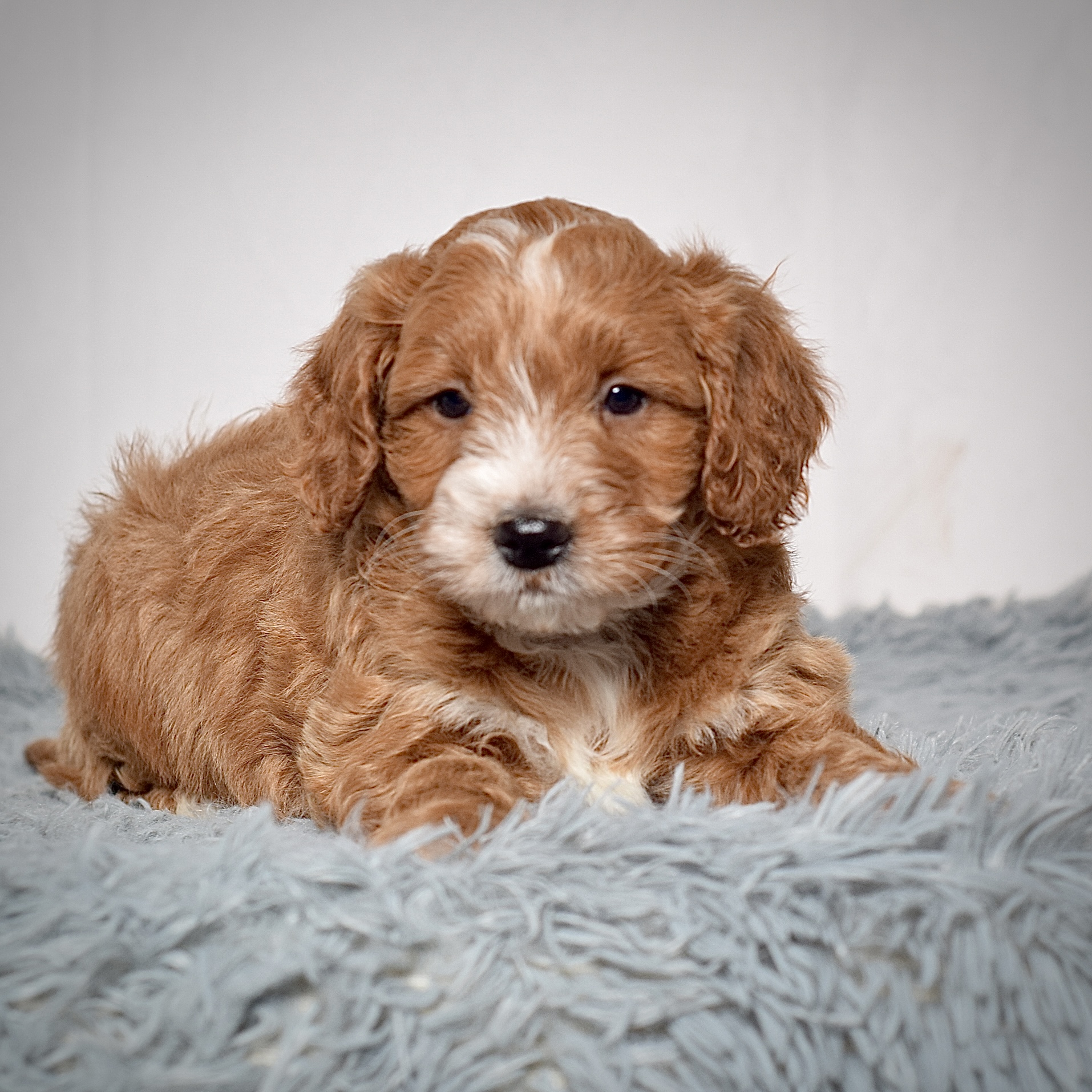 Mr. Archie - Image 3