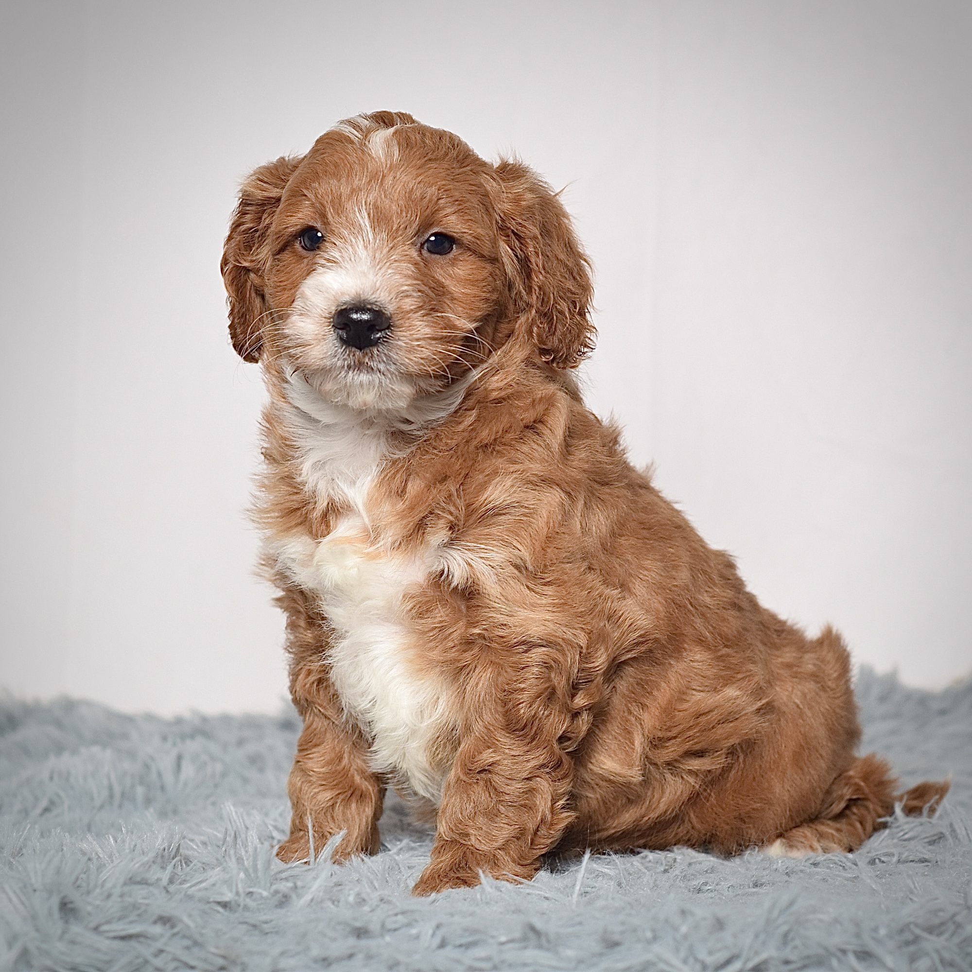 Mr. Archie - Image 4