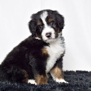 Mr. Oscar
