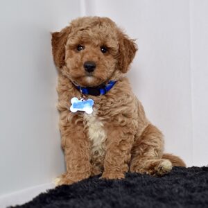 Mr. Max