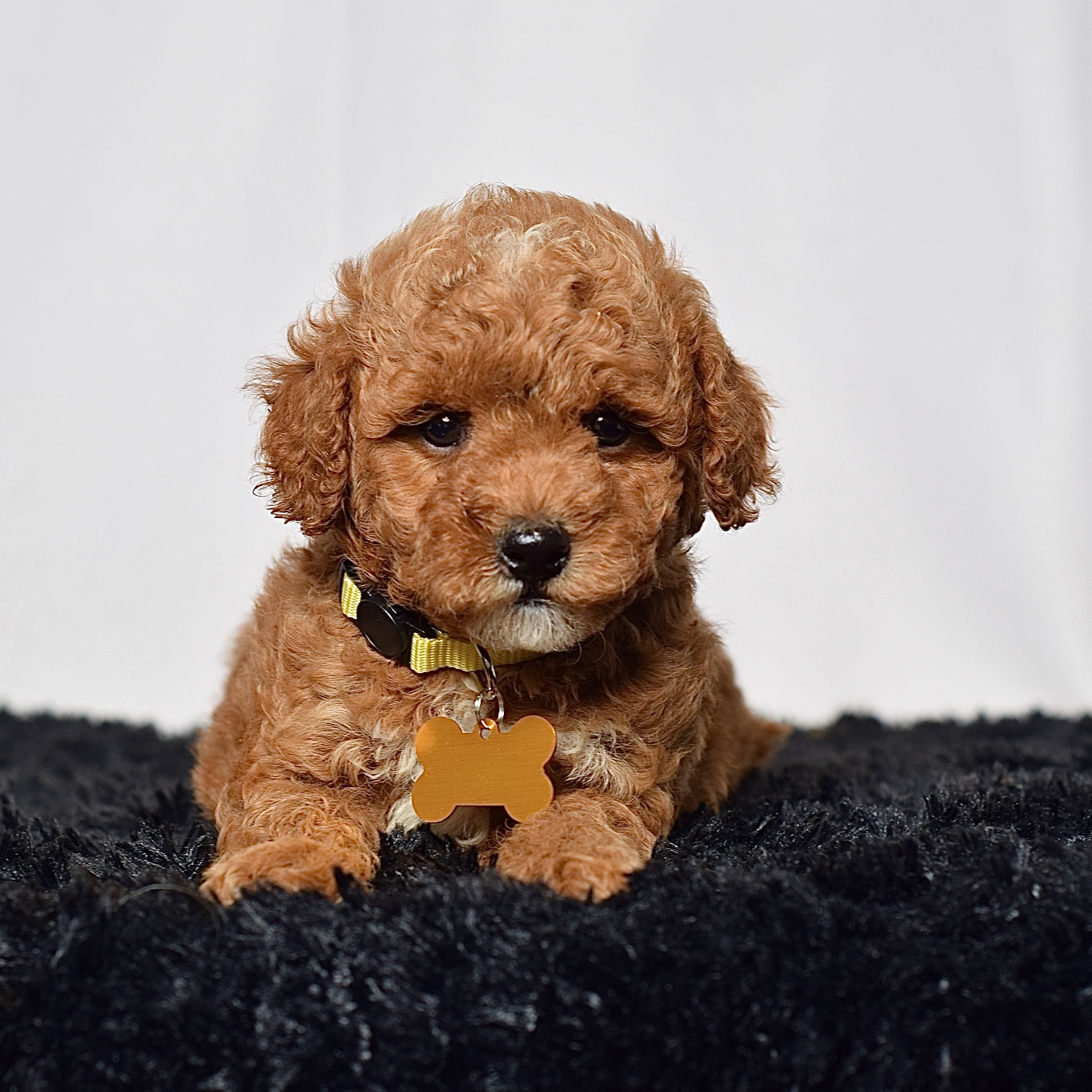 Mr. Leo - Image 5