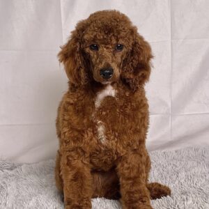 Mr. Lionel - Image 5