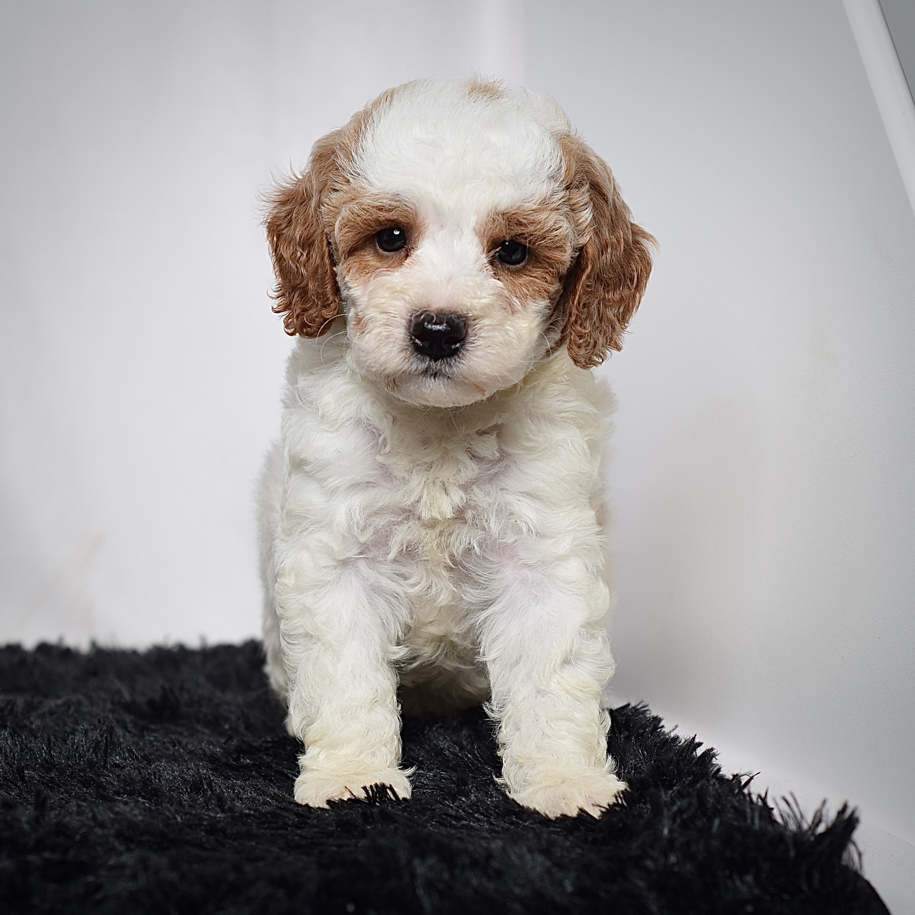 Mr. Archie - Image 2