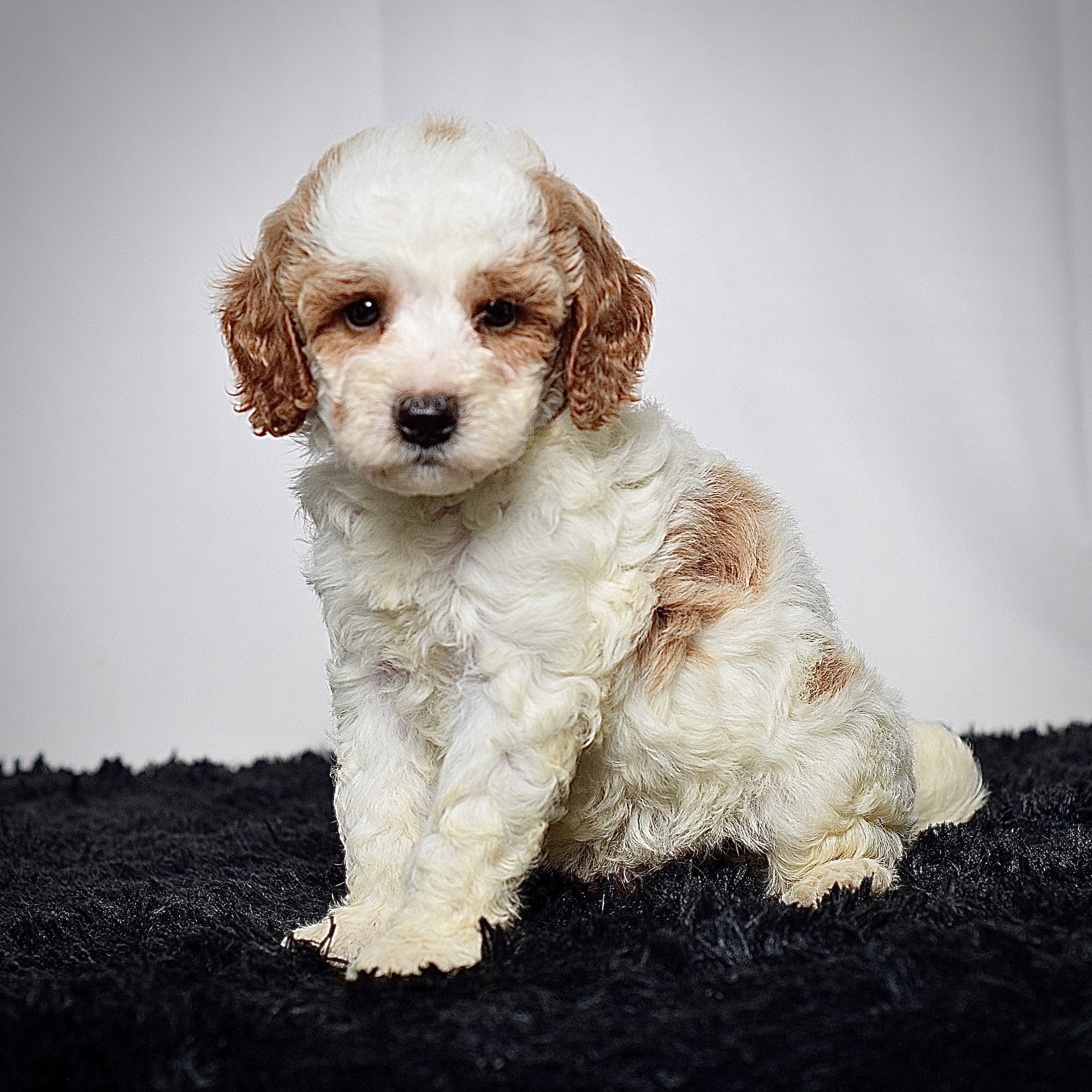 Mr. Archie - Image 6
