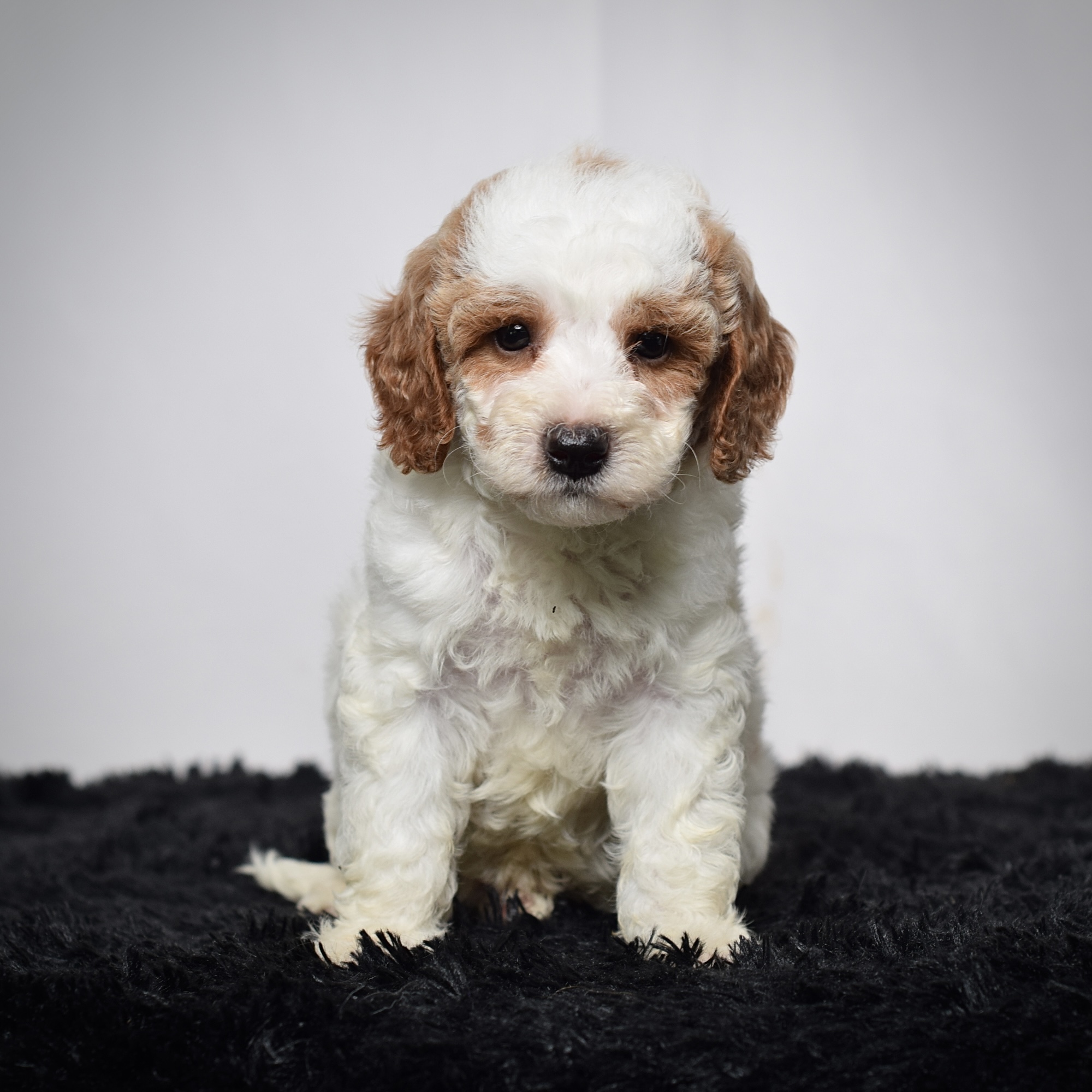 Mr. Archie - Image 5