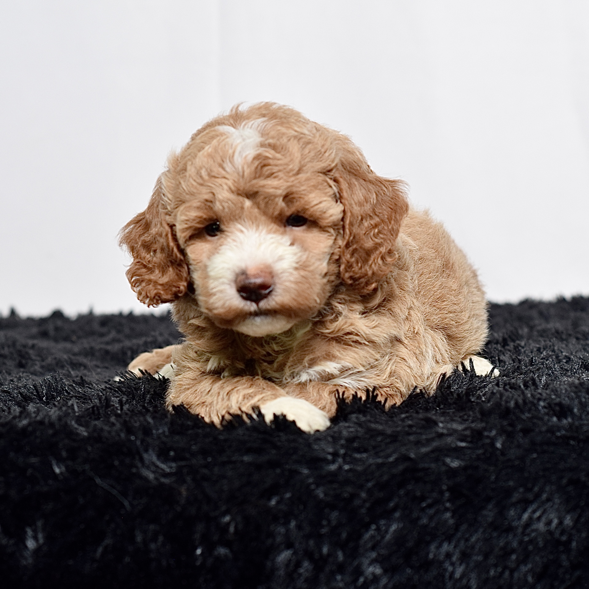 Ms. Annabelle - Image 5
